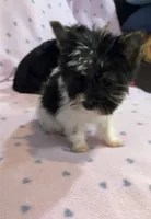 Max, a male Yorkshire Terrier for sale in Hope, IN – 3 of 5