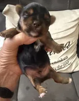 Max, a male Yorkshire Terrier for sale in Hope, IN – 3 of 3