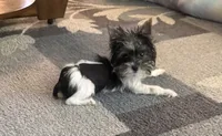 Mo Mo, a male Yorkshire Terrier for sale in Hope, IN – 9 of 10