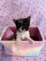Mo Mo, a male Yorkshire Terrier for sale in Hope, IN – 3 of 3
