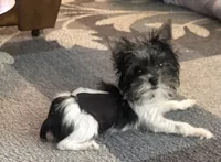 Mo Mo, a male Yorkshire Terrier for sale in Hope, IN – 2 of 10