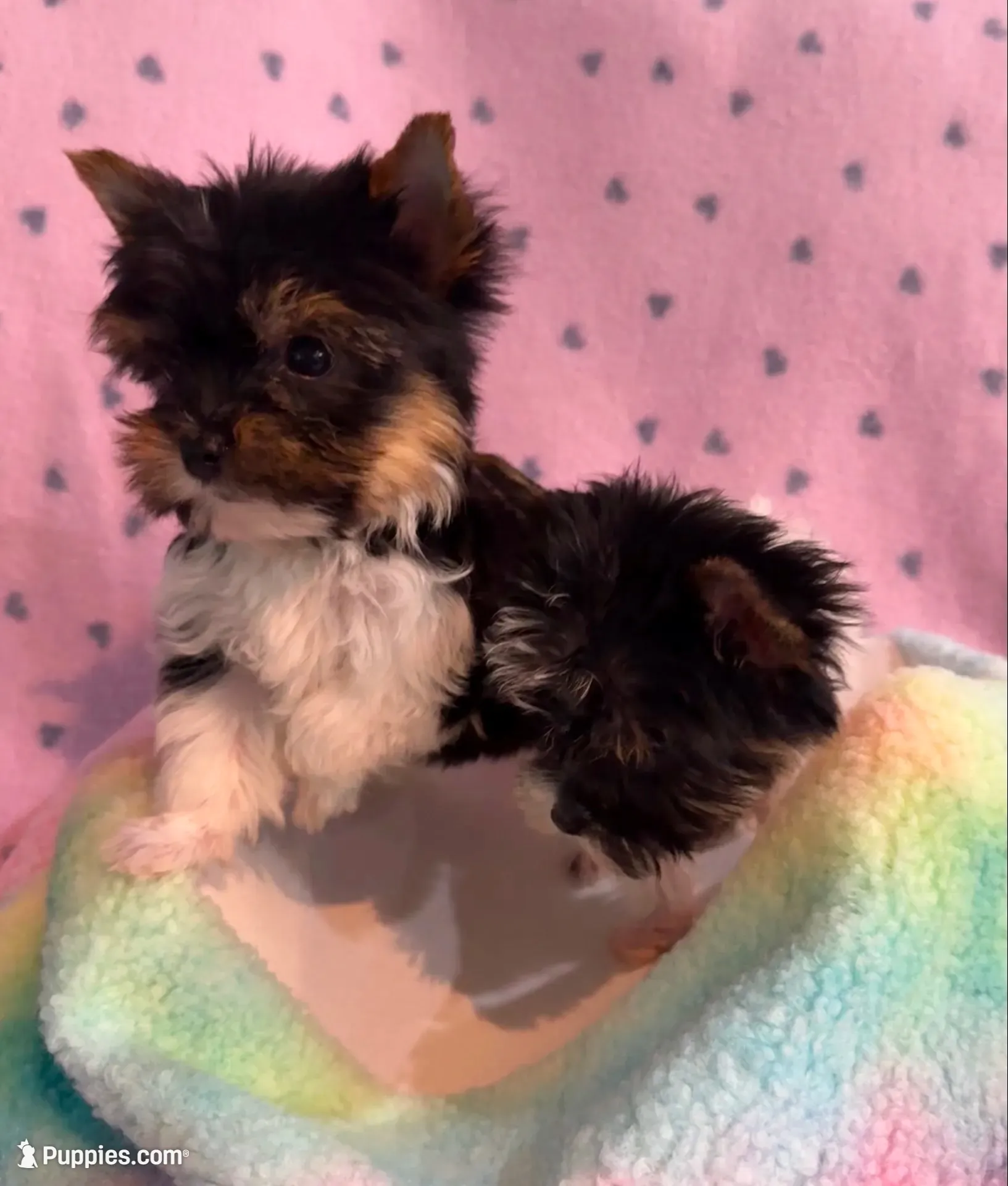 Max, a male Yorkshire Terrier for sale in Hope, IN – 2 of 5