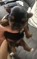 Max, a male Yorkshire Terrier for sale in Hope, IN – 2 of 3
