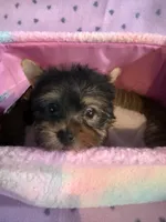 Baxter, a male Yorkshire Terrier for sale in Hope, IN – 5 of 5