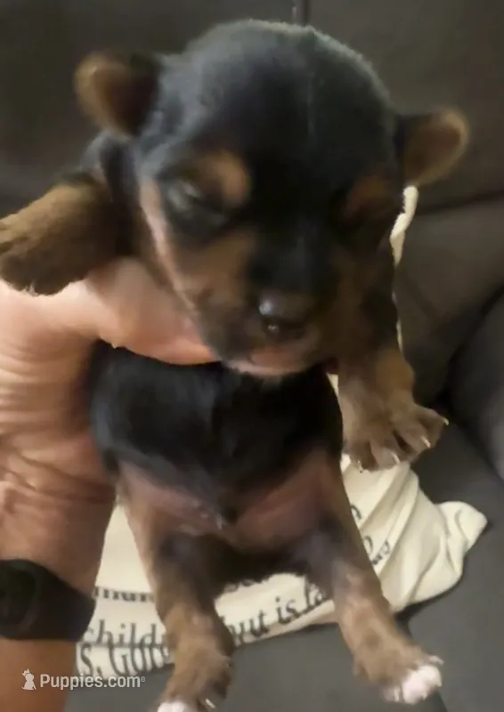 Max – Yorkshire Terrier puppy for sale in Hope, IN