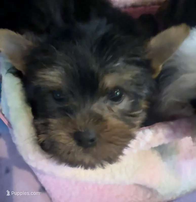 Baxter – Yorkshire Terrier puppy for sale in Hope, IN