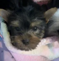 Baxter, a male Yorkshire Terrier for sale in Hope, IN – 1 of 5