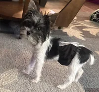 Mo Mo, a male Yorkshire Terrier for sale in Hope, IN – 7 of 10