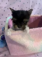 Max, a male Yorkshire Terrier for sale in Hope, IN – 4 of 5