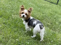 Baxter, a male Yorkshire Terrier for sale in Hope, IN – 6 of 6