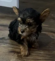 Max, a male Yorkshire Terrier for sale in Hope, IN – 2 of 6