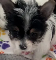 Spot, a male Yorkshire Terrier for sale in Hope, IN – Photo 9 of 10