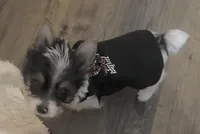 Spot, a male Yorkshire Terrier for sale in Hope, IN – Photo 6 of 10