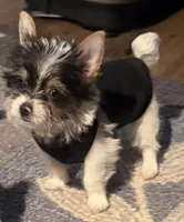 Spot, a male Yorkshire Terrier for sale in Hope, IN – Photo 3 of 10