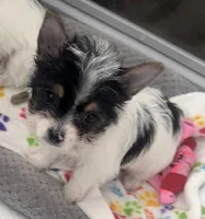 Spot, a male Yorkshire Terrier for sale in Hope, IN – Photo 5 of 10