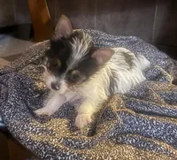 Spot, a male Yorkshire Terrier for sale in Hope, IN – Photo 8 of 10