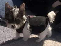 Spot, a male Yorkshire Terrier for sale in Hope, IN – Photo 10 of 10