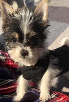 Spot, a male Yorkshire Terrier for sale in Hope, IN – Photo 2 of 10