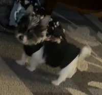 Spot, a male Yorkshire Terrier for sale in Hope, IN – Photo 4 of 10