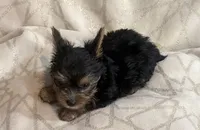 Max, a male Yorkshire Terrier for sale in Hope, IN – 4 of 6