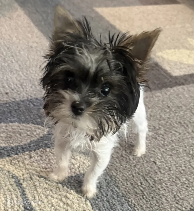Mo Mo – Yorkshire Terrier puppy for sale in Hope, IN
