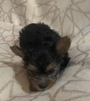 Max, a male Yorkshire Terrier for sale in Hope, IN – 5 of 6