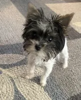 Mo Mo, a male Yorkshire Terrier for sale in Hope, IN – 4 of 10