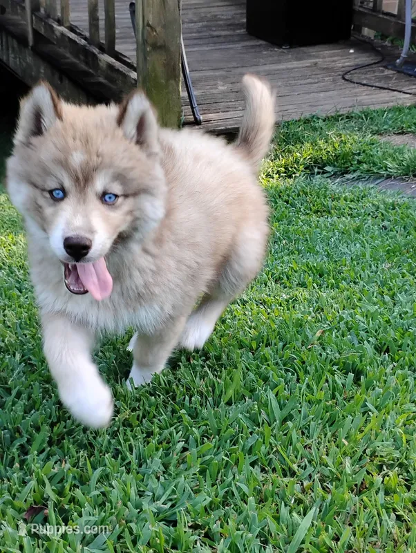 Star – Siberian Husky puppy for sale in Sylva, NC