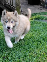 Star, a male Siberian Husky for sale in Sylva, NC – 1 of 1