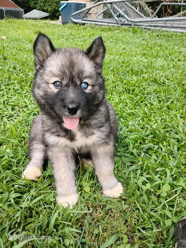 Midnight – Siberian Husky puppy for sale in Sylva, NC