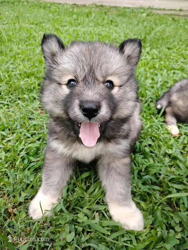 Galaxy – Siberian Husky puppy for sale in Sylva, NC