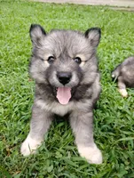 Galaxy, a female Siberian Husky for sale in Sylva, NC – 1 of 1