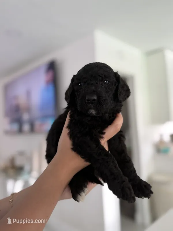 Bob – Goldendoodle puppy for sale in Tampa, FL