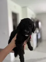 Candy, a female Goldendoodle for sale in Tampa, FL – 2 of 5