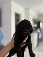 Tito, a male Goldendoodle for sale in Tampa, FL – 3 of 5