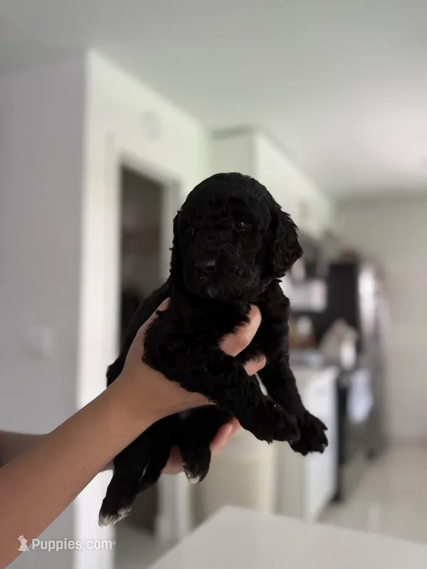 Tito – Goldendoodle puppy for sale in Tampa, FL