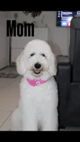Blaki, a male Goldendoodle for sale in Tampa, FL – 5 of 5