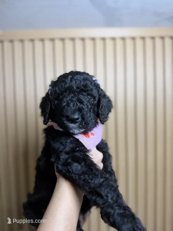 Candy – Goldendoodle puppy for sale in Tampa, FL