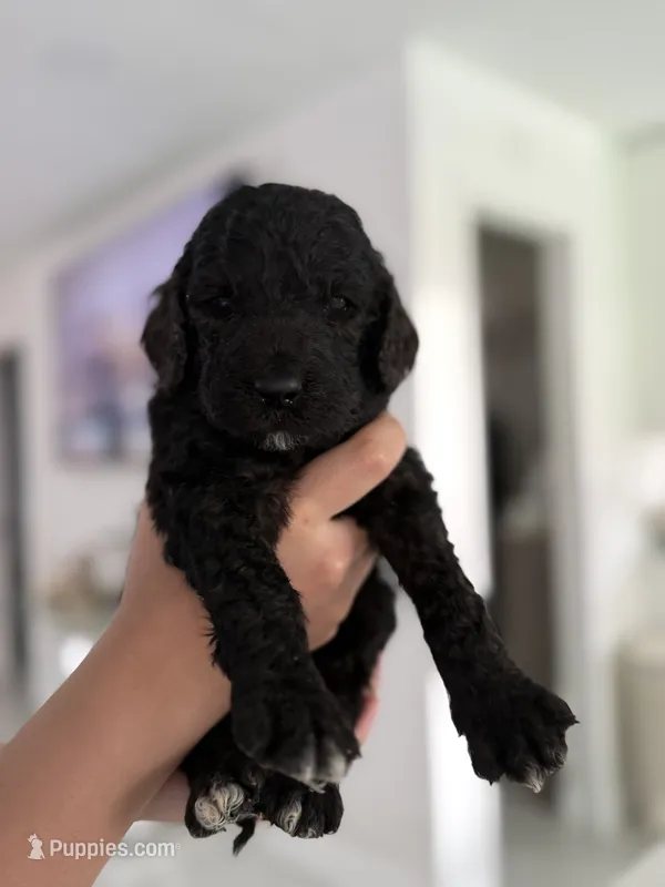 Blaki – Goldendoodle puppy for sale in Tampa, FL