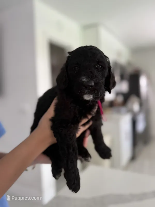 Candy – Goldendoodle puppy for sale in Tampa, FL