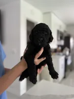 Tito, a male Goldendoodle for sale in Tampa, FL – 2 of 5