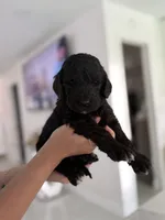 Blaki, a male Goldendoodle for sale in Tampa, FL – 2 of 5
