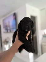 Bob, a male Goldendoodle for sale in Tampa, FL – 3 of 5