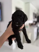 Anita , a female Goldendoodle for sale in Tampa, FL – 3 of 5