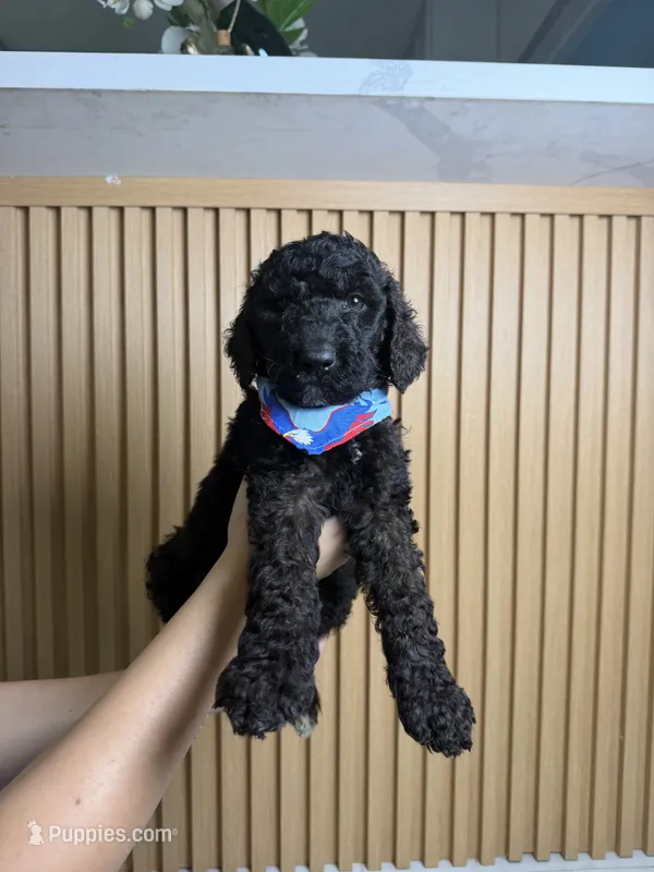 Bob – Goldendoodle puppy for sale in Tampa, FL