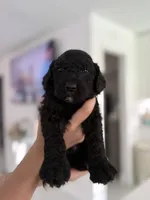 Bob, a male Goldendoodle for sale in Tampa, FL – 2 of 5