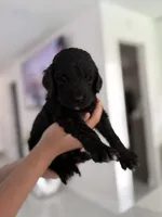 Blaki, a male Goldendoodle for sale in Tampa, FL – 3 of 5