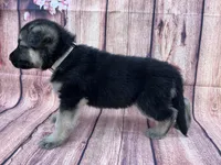 Meadow, a female German Shepherd Dog for sale in Edwards, MO – 3 of 8