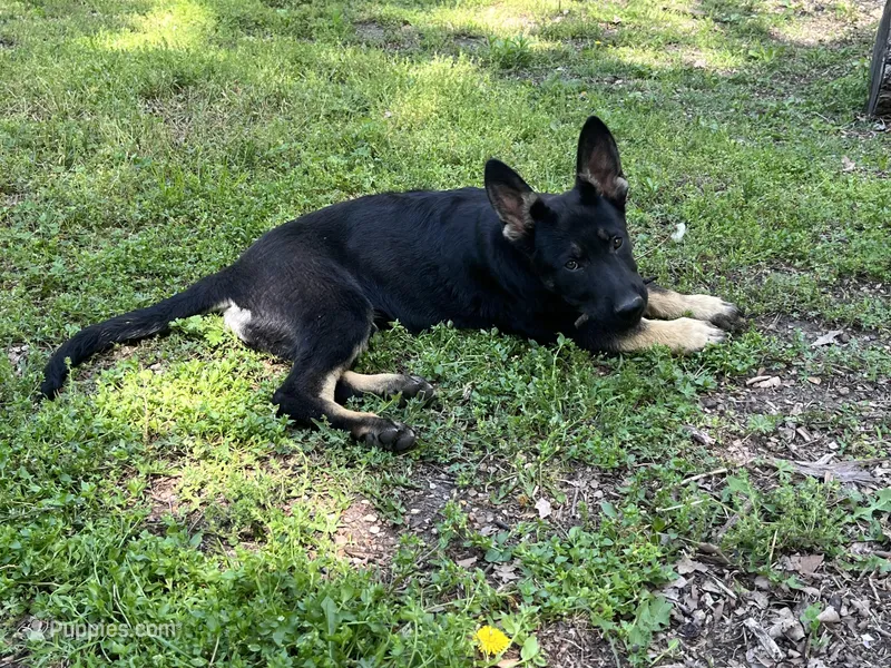 Blossom  – German Shepherd Dog puppy for sale in Edwards, MO