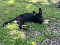 Blossom , a female German Shepherd Dog for sale in Edwards, MO – 7 of 10